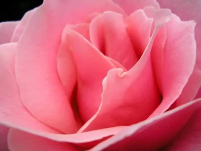 1200px-Rose_rose.jpg