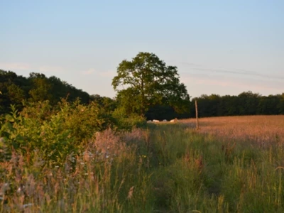 DSC_0442.webp