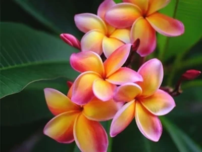 la-fleur-frangipani-de-hawaii-avec-ses-petales-épaises-en-couleurs-vif-comme-le-jaune-et-le-rose.jpg